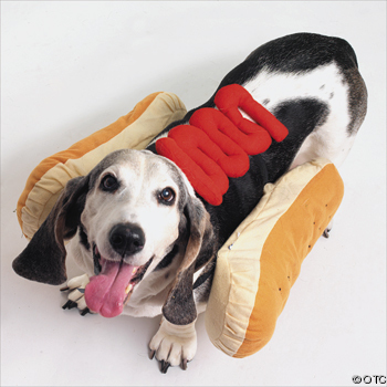 hotdogdog.jpg